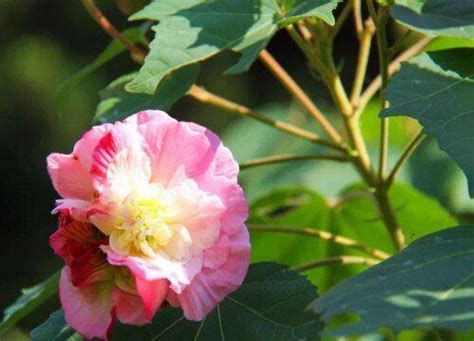 芙蓉 風水|【芙蓉與風水】家裡養芙蓉花在風水學上有什麼講究嗎 